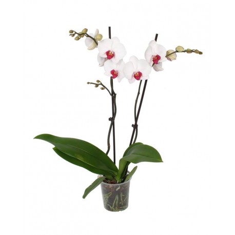 Orhidee phalaenopsis 