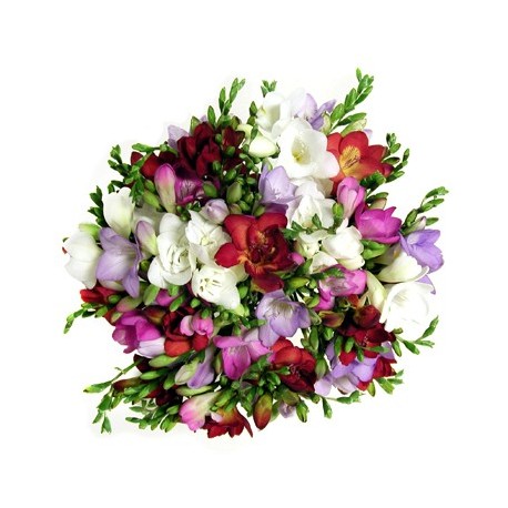 Buchet 39 frezii multicolore