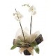 Orhidee phalaenopsis 